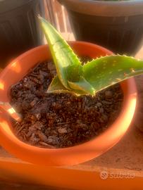 Pianta aloe maculata