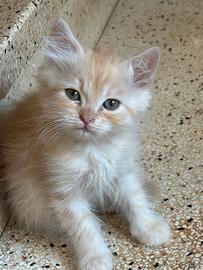 Cucciolo maschio rosso
