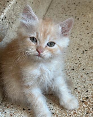 Cucciolo maschio rosso