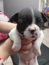 Bulldog francese