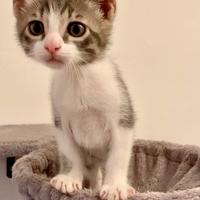 Micini bisognosi di famiglia