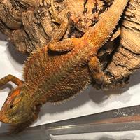 Pogone Vitticeps Red (drago barbuto)