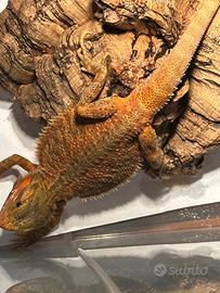 Pogone Vitticeps Red (drago barbuto)