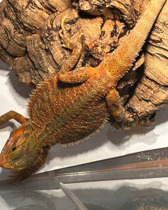 Pogone Vitticeps Red (drago barbuto)