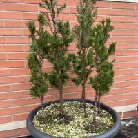 Bonsai Boschetto cipressi toscani