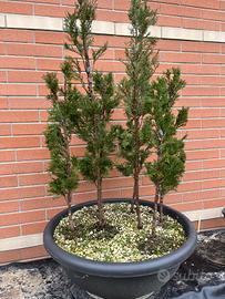 Bonsai Boschetto cipressi toscani