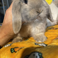 Cuccioli coniglio minilop arlecchino disponibili