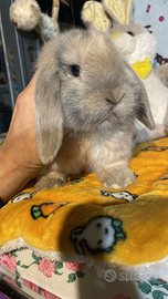 Cuccioli coniglio minilop arlecchino disponibili