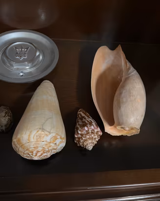 Collezione di conchiglie. Ghana.