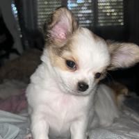 Cane chihuahua