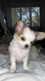 Cane chihuahua