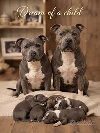 Staffordshire bull terrier blu