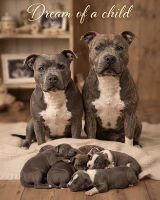 Staffordshire bull terrier blu