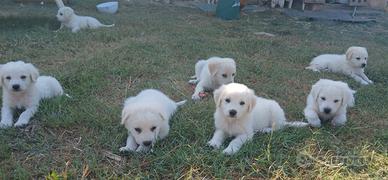 Cuccioli di Maremmano