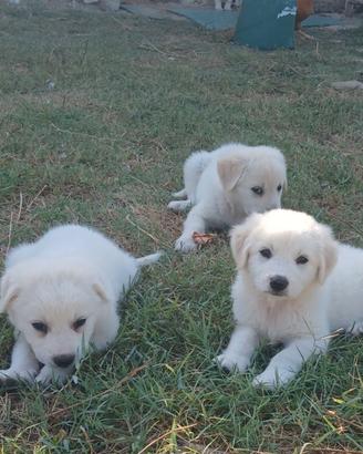 Cuccioli di Maremmano