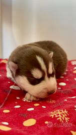 Cuccioli Siberian Husky
