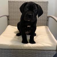 Cane corso