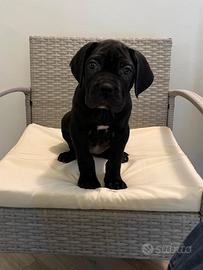 Cane corso