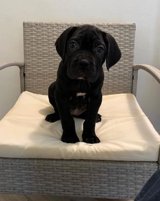 Cane corso