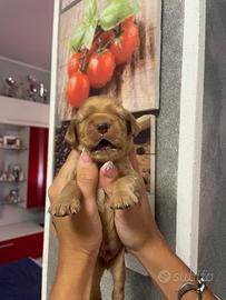 Cuccioli di cocker spaniel con Pedigree Enci