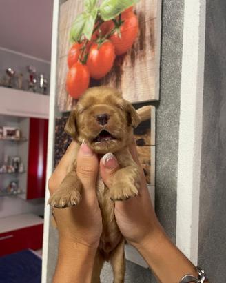 Cuccioli di cocker spaniel con Pedigree Enci