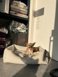 Cucciolo chihuahua fulvo pelo lungo