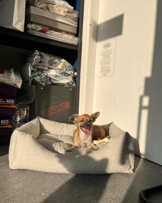 Cucciolo chihuahua fulvo pelo lungo