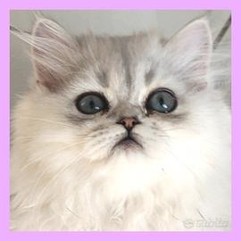 gatti persiani chinchilla , gatti british