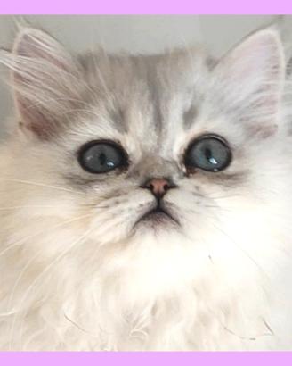 gatti persiani chinchilla , gatti british
