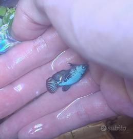 Betta HMPK Blue samurai 