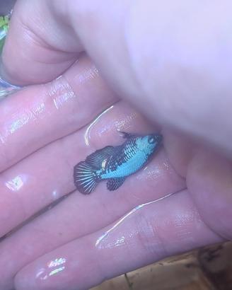 Betta HMPK Blue samurai 