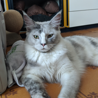 Maine coon white-silver per monta