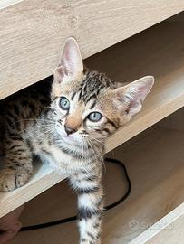 Splendidi cuccioli pura razza gatto bengala