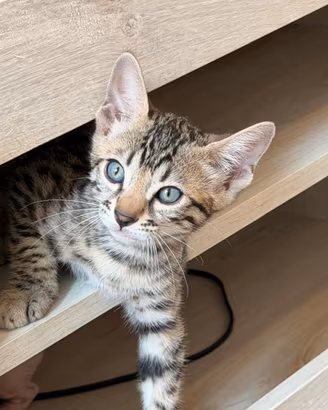 Splendidi cuccioli pura razza gatto bengala