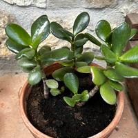 Pianta grassa crassula ovata (albero di Giada)