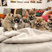 Puppy shiba inu