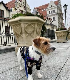 Jack Russell adulta