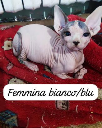 Gatti Sphynx