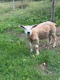 agnello Texel