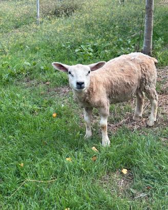 agnello Texel