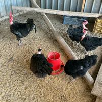 Gruppo riproduttore collonudo della transilvania