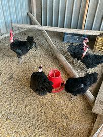 Gruppo riproduttore collonudo della transilvania