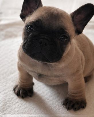 Bouledogue francese