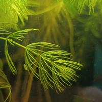 Ceratophyllum demersum