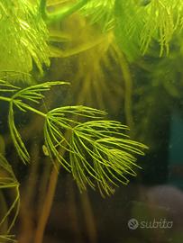 Ceratophyllum demersum