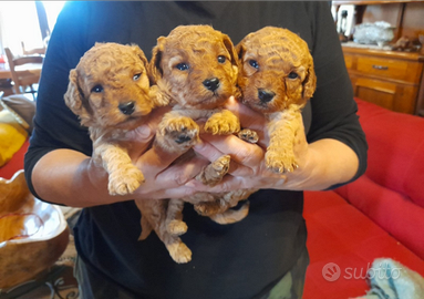 Cucciole femmine toy red