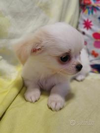 Chihuahua maschietto