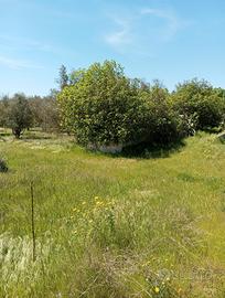 Terreno agricolo