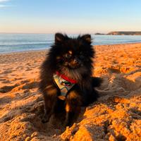 Spitz Pomerania mini Toy