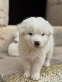 Cuccioli di Pastore Maremmano